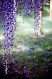 A Cottage In The Woods Nature Plants Purple Flowers