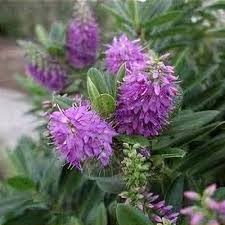 Image result for shrubby veronica hebe