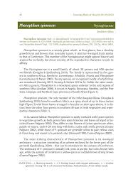 Image result for Phaeoptilum spinosum