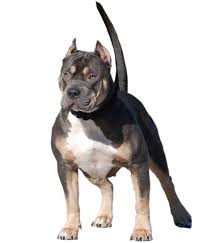 The american bully is a recently formed companion dog breed, originally recognized in 2004 by the american bully kennel club (abkc) and followed by the european bully kennel club (ebkc) in 2008. Bay Boy Bullies California Xl American Bully Breeders