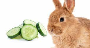 Maybe you would like to learn more about one of these? Can Rabbits Eat Cucumber Can Your Bunnies Have This Snack