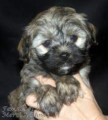 Havanese club of america, the official akc parent club for the havanese dog breed. Home