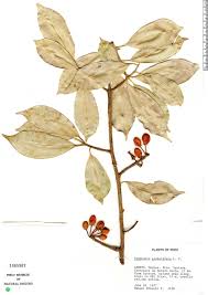 Image result for Symphonia globulifera