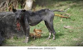 Image result for scabies dog ear
