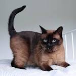 Chocolate Point Siamese - Cat Breed Information | Feline ...