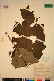 Image result for Vernonia conferta