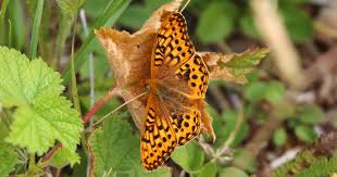 Image result for Vepris sansibarensis