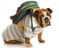 Check spelling or type a new query. Pengangkutan Anjing Di Dalam Kereta Peraturan Dan Alat