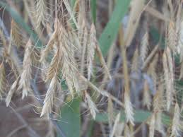 Image result for Bromus leptoclados
