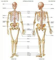 Human Skeleton Skeletal System Types Of Bones Skeletal