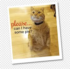 533x583 charlie brown thanksgiving clip art for free happy easter. Whiskers Thanksgiving Cats Thanksgiving Day Tabby Cat Cat Animals Cat Like Mammal Png Pngegg