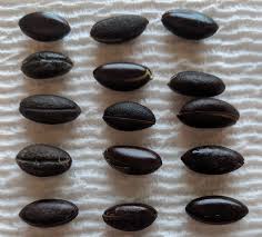 Image result for Synsepalum