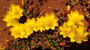 Image result for Portulaca centrali-africana