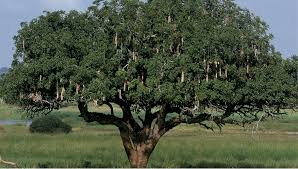Image result for Kigelia africana