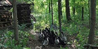 In Practice Especially In Permaculture Design The Lines Between Forest Gardening And Forest Farming Blur Together Urban Farming Urban Garden Forest Garden