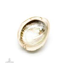 Maybe you would like to learn more about one of these? Conchiglia Di Abalone Per Smudge La Pace Dei Sensi