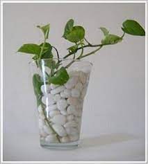 Visualizza altre idee su finestra, fioriere per davanzale, porte finestre. Galleria Foto Vasi Con Piante E Fiori In Acqua Foto 6 Piante Acquatiche Pianta Domestica Piante Sospese