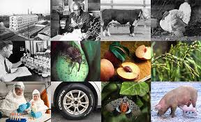 Image result for Federal Yellow 1956 Idaho State of