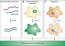 14.0157 regulation of gene expression hydroxylation. Friend Or Foe Post Translational Modifications As Regulators Of Phase Separation And Rnp Granule Dynamics Journal Of Biological Chemistry