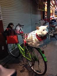 Dogs Waiting In Bicycle Baskets In Kuromon Market Osaka Japan Biking With Dog Dog Waiting Bicycle Trailers
