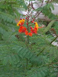Image result for Caesalpinia cassioides