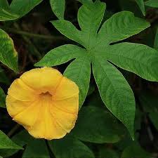 Image result for Merremia tuberosa