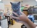 Rescue Me! Russian Blue Rescue - Home | Facebook