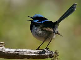 Unfortunately, bird identification has only 3 days of the free trial period. Socially Monogamous Birds More Promiscuous Than Previously Thought