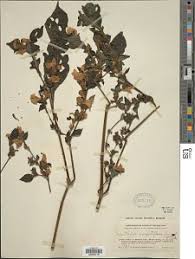 Image result for Acanthopale confertiflora