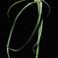 Image result for Kyllinga erecta