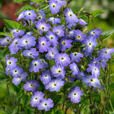 Image result for Browallia americana