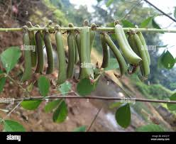 Image result for Crotalaria torrei