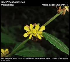 Image result for Triumfetta digitata