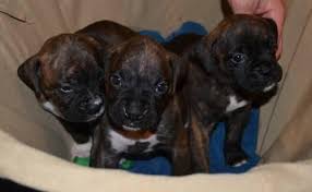 Akc boxer puppies in eugene, pitbull boxer 8week old puppies in grande prairie, boxer puppies in shipshewana Boxer Pets And Animals For Sale Indiana