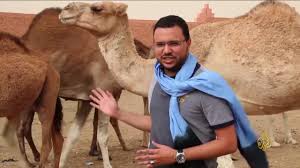 هذا الصباح سوق الجمال بكليميم جنوبي المغرب Youtube