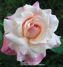 Maybe you would like to learn more about one of these? Rose Rosa Color Magic In The Roses Database Garden Org