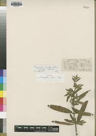 Image result for Haumaniastrum