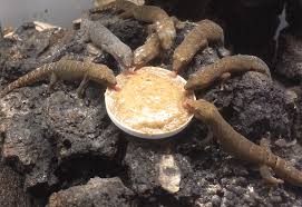 Liquidnight Gibsonthomas The One Who Didn T Make It To The Bowl It Me Gecko Animals Gif