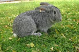 Check spelling or type a new query. Soviet Chinchilla Rabbit Meat By Iof Agro Private Limited Soviet Chinchilla Rabbit Meat Id 4988177