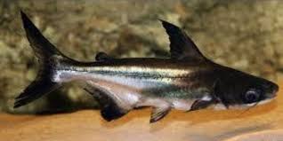 Pin By Erol Yemenoglu On Akvaryum Ve Baliklar Fish Oscar Fish Aquarium Fish