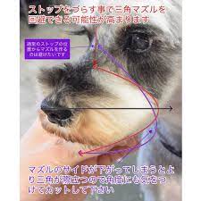 876 otmetok nravitsya 5 kommentariev サロンスキル統一トリミング 軟毛犬カット研究家 naohide fujiwara v instagram ストップ 頭蓋骨と上顎骨のつなぎ目 鼻が長い犬種のマズルカットにおいて角度のきつい丸みや三角 animals dogs