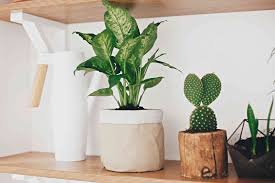 How To Care For And Propagate Your Dumb Cane Plant