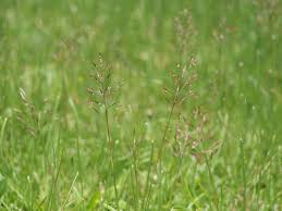 Image result for Chrysopogon