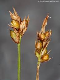 Image result for Carex johnstonii