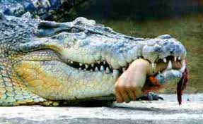 Αποτέλεσμα εικόνας για κροκοδειλοσ