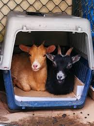 Me van a dar 2 cabras enanas y en principio se que comen pienso y hojas de arbustos pequeños y re: Cabritas Enanas De Camerun Vendidas Incubadoras Y Aves Baumgart Facebook