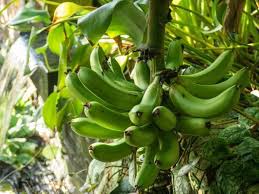 Im handel sind einige bananensorten erhältlich, die. So Gelingt Die Bananenpflanzen Pflege Im Garten Oder Wintergarten