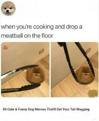 50 Cute Funny Dog Memes That Ll Get Your Tail Wagging Funny Animal Memes Animal Memes Cute Funny Animals