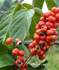 Image result for Sapindaceae