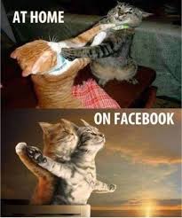 Home Vs Facebook Funny Animal Jokes Funny Cat Memes Funny Animal Memes